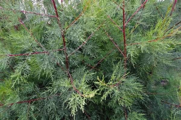 Green thuja tree branches close up details as background image — Stock Photo, Image