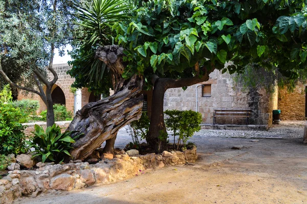 Большое дерево перед монастырем Айя Напа — стоковое фото