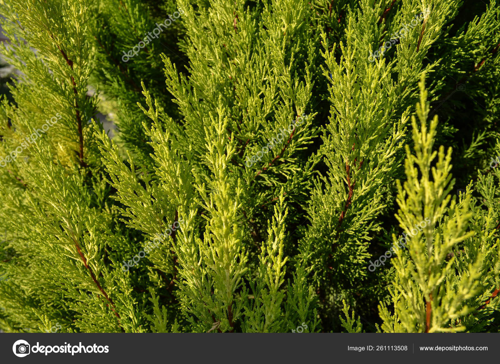 🌿Poinsettias grandes y mini⛄, Perfectas para decorar tu casa, regalar o  llenar del espiritu navideño cualquier espacio. 💫, ¿Tu, cual prefieres?,  #poinsettias #poinsettiaseason #flordenavidad #pascua ..., image size:1600x1167