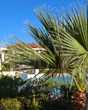 Güneşli bir günde havuzun arka planında Palma ve çiçekler