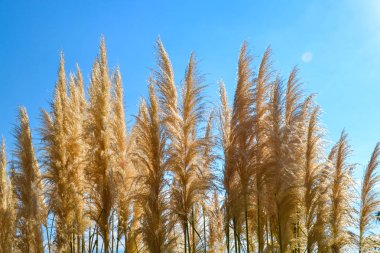 Mavi gökyüzüne karşı tüy otu