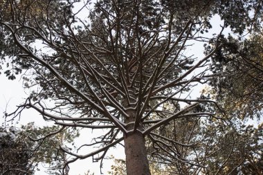 Kış ormanı, kardaki ağaç dalları, ağaçların tepeleri.