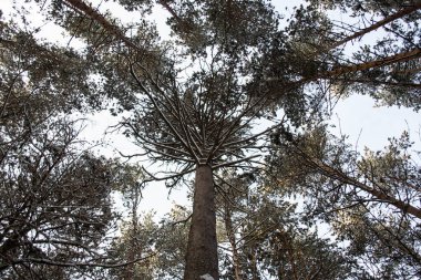 Kış ormanı, kardaki ağaç dalları, ağaçların tepeleri.
