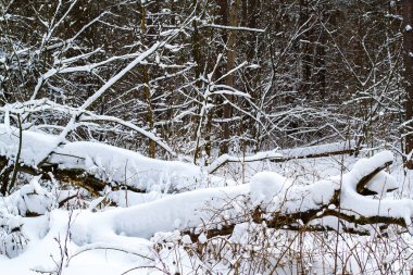 Kış ormanlarında ağaç gövdeleri