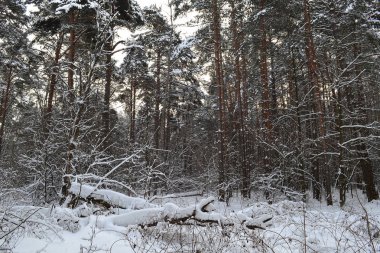 Kış ormanlarında ağaç gövdeleri