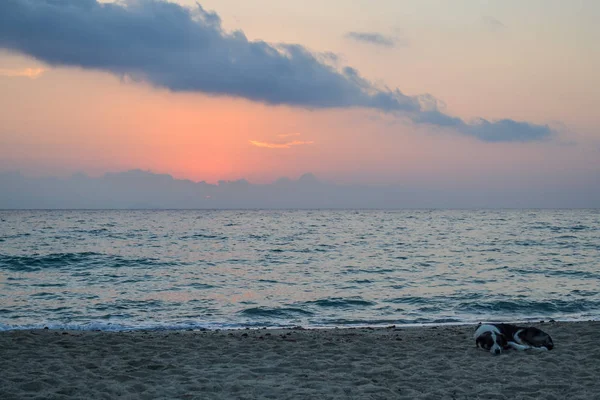 Coast. Early morning. Dog sleeping on the beach. Greece