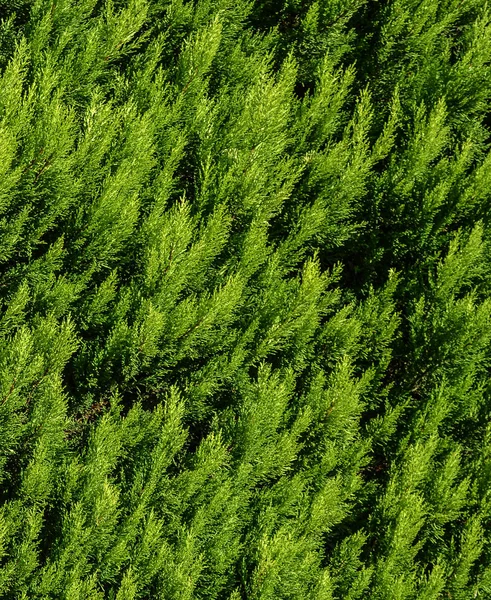 Thuja konsistens. Gröna thuja trädgrenar och blad som naturlig bakgrund. — Stockfoto