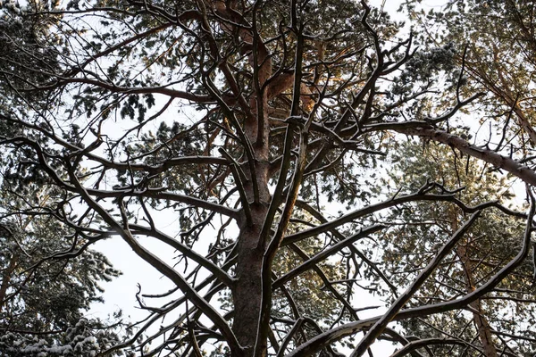 Floresta de pinheiros de inverno, galhos de árvores na neve, topos das árvores — Fotografia de Stock