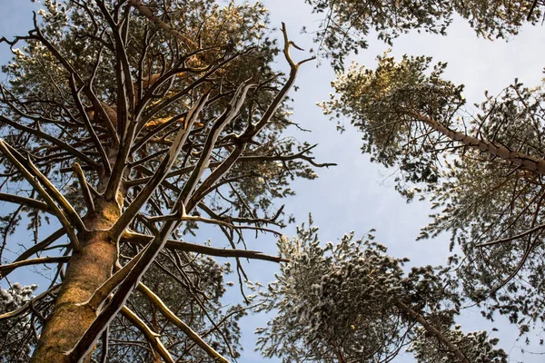Bosque de pino de invierno, ramas de árboles en la nieve, copas de los árboles — Foto de Stock