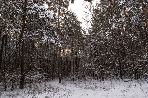 Trädstammar i vinter skog — Stockfoto