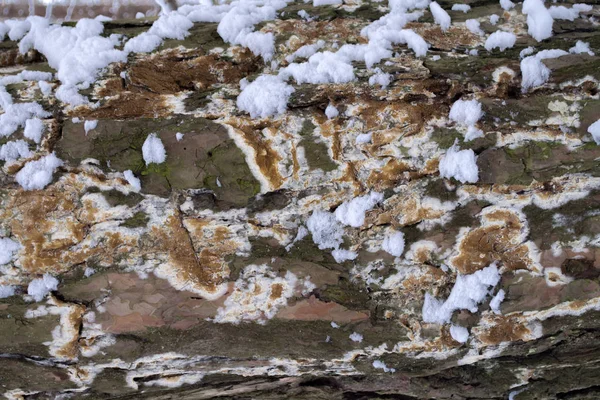 Küf ve yosun ve kar dokulu arka plan ile ağaç kabuğu kapağı — Stok fotoğraf