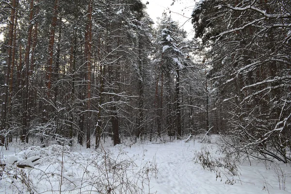 Деревянные стволы в зимнем лесу — стоковое фото