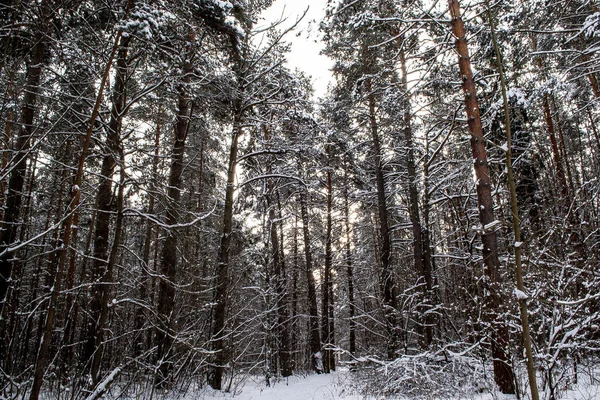 Деревянные стволы в зимнем лесу — стоковое фото
