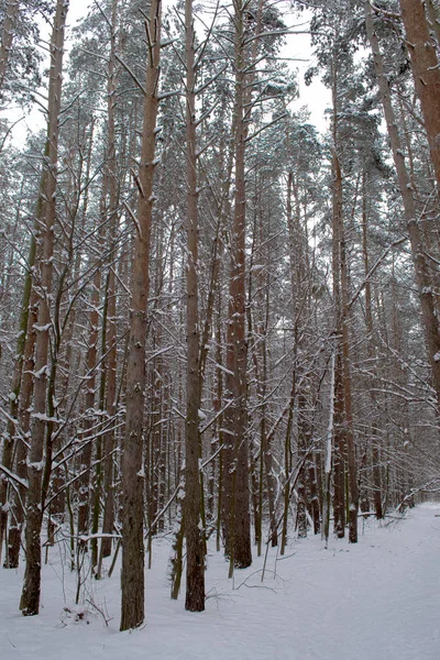 Troncos de árboles en el bosque de invierno — Foto de Stock