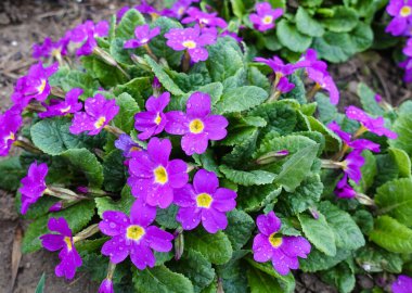 Çiy damlaları ile kokulu bordo ve leylak çiçekleri ile Şehir çiçek yatak