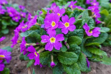 Çiy damlaları ile kokulu bordo ve leylak çiçekleri ile Şehir çiçek yatak