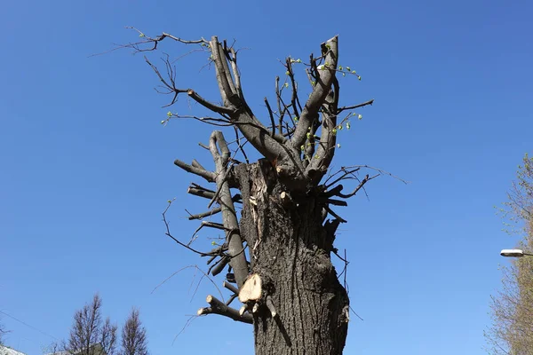 青空に対する春晴れの日に剪定された木 — ストック写真