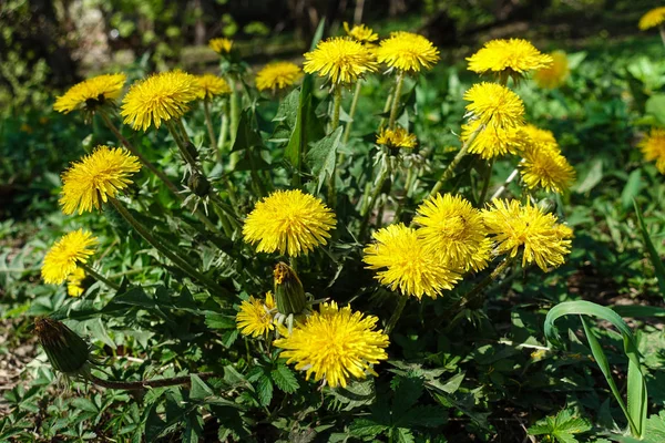 Gelber Löwenzahn mit dem Insekt darauf auf einer grünen Wiese in Großaufnahme. Taraxacum oder Löwenzahn - mehrjährige krautige Pflanze aus der Familie der Astrologen — Stockfoto