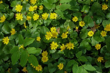 Bahçede küçük sarı çiçekler ile sonsuz yeşil alanda