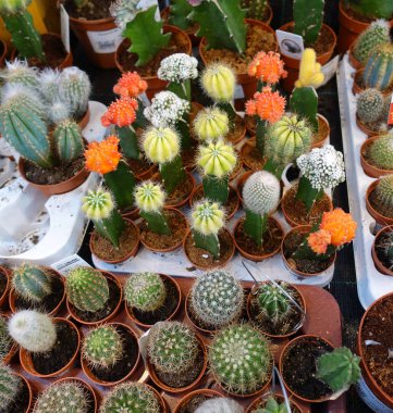 Kaktüs dükkanında küçük kaktüs, küçük kaktüs koleksiyonu