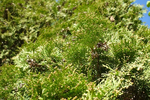 Cabang-cabang thuja warna hijau lembut. Latar belakang tekstur close-up. Cabang hijau dari tanaman thuja evergreen — Stok Foto