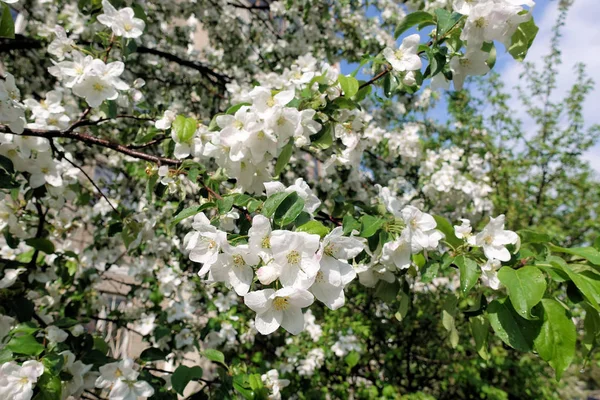 Apple träd blommor. den fröbärande delen av en växt, som består av reproduktiva organ (ståndare och fruktblad) som vanligtvis är omgivna av en färgglad corolla (kronblad) — Stockfoto