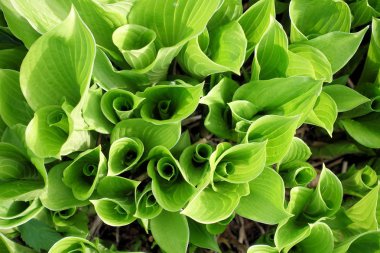 Hosta desen arka plan bırakır. Yaz bitkiler duvar kağıdı. Hosta zambak yaprak .