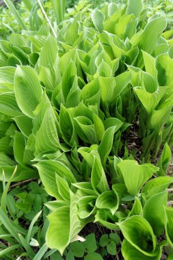 Hosta desen arka plan bırakır. Yaz bitkiler duvar kağıdı. Hosta zambak yaprak .