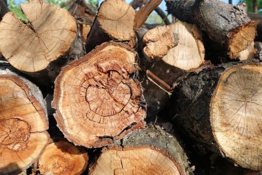 Günlük. Kütük kesikleri. Günlük yığını. Odun yığını. Şömine için hazırlanan kütükler kesikler. Woodpile' ı. Şömine için odun. Kış için odun. Yakacak odun arka plan.