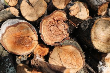 Günlük. Kütük kesikleri. Günlük yığını. Odun yığını. Şömine için hazırlanan kütükler kesikler. Woodpile' ı. Şömine için odun. Kış için odun. Yakacak odun arka plan.