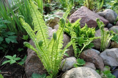 Güzel eğreltiotu yaprakları yeşil yapraklar. Güneş ışığında doğal çiçek eğreltiotu arka planı..
