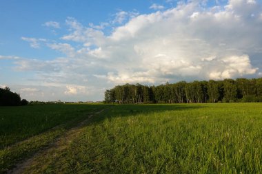 Manzara. Ufukta orman. Yeşil alan. Rusya
