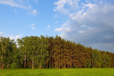Manzara. Ufukta orman. Yeşil alan. Rusya