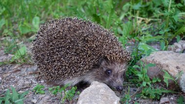 Doğada doğal yaşam açık genç güzel kirpi.