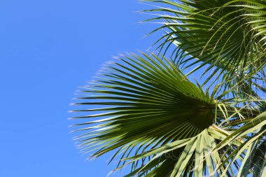 Mavi gökyüzüne karşı palmiye ağacı. Close.