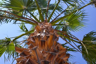 Mavi gökyüzüne karşı palmiye ağacı. Alt görünüm