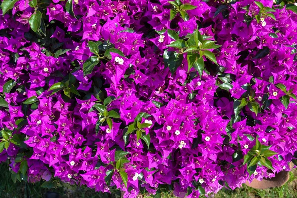 Flores de buganvília violeta florescem close-up. Turquia — Fotografia de Stock