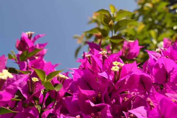 Flores de buganvília violeta florescem close-up contra um céu azul. Turquia — Fotografia de Stock