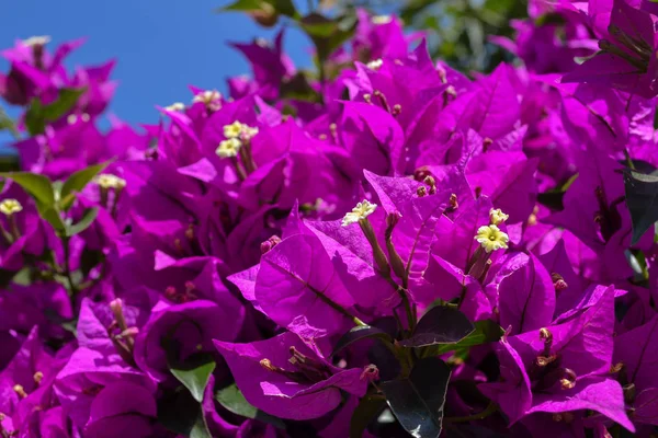 Flores de buganvília violeta florescem close-up contra um céu azul. Turquia — Fotografia de Stock