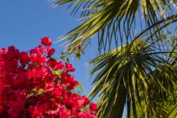 Folhas de palma e um arbusto de flores rosa contra o céu azul . — Fotografia de Stock