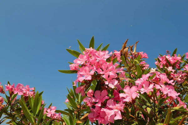 Um arbusto de oleandro rosa contra o céu azul. Turquia — Fotografia de Stock