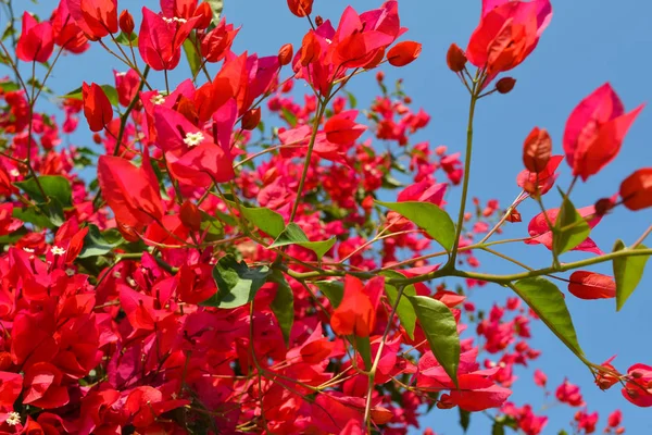 A buganvília vermelha floresce na Turquia. Fundo floral . — Fotografia de Stock
