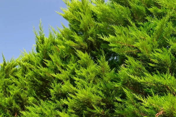 Grüne Thuja-Zweige gegen den blauen Himmel — Stockfoto