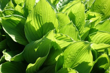 Soyut Yeşil yaprak doku, doğa için arka plan, tropikal yaprak