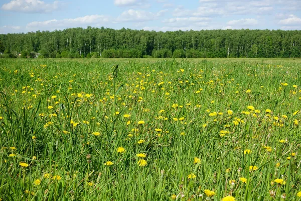 Güzel pastoral manzara. Sarı çiçekler ve yeşil çim ile alan.