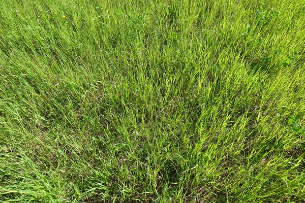 Texture d'herbe verte d'un champ. Fond vert naturel — Photo