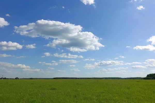 Beautiful landscape. Green grass field and blue sky with white clouds. — Stock Photo, Image