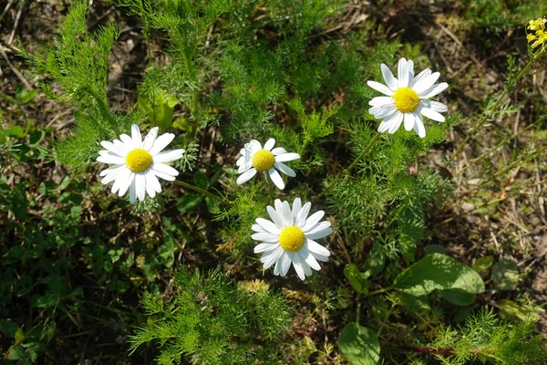 自然の中で緑の草やカモミール — ストック写真