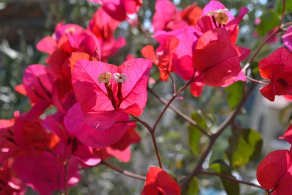 Hermosas flores de buganvillas de color rosa primer plano. Colores vivos y fondo de hoja verde . —  Fotos de Stock