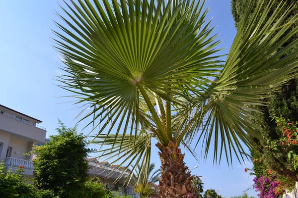 Пальмовые листья на фоне голубого неба. Крупный план — стоковое фото